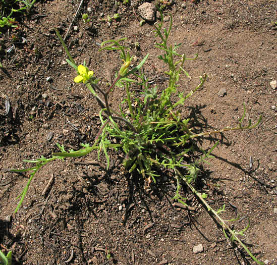 Detailed Picture 5 of Tropidocarpum gracile