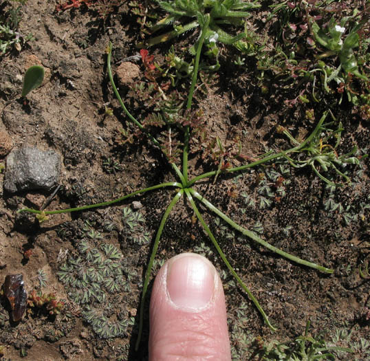 Detailed Picture 5 of Muilla maritima