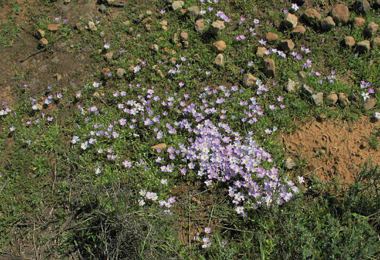 Detailed Picture 6 of Linanthus dianthiflorus