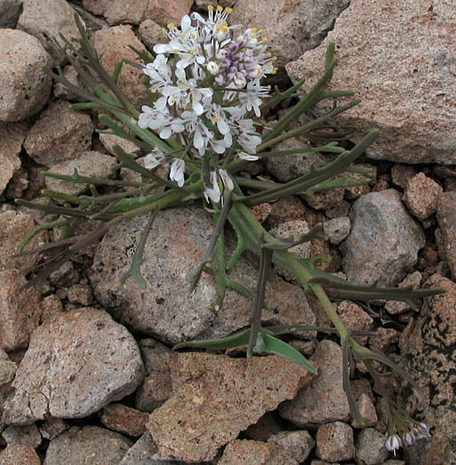 Detailed Picture 4 of Thysanocarpus conchuliferus