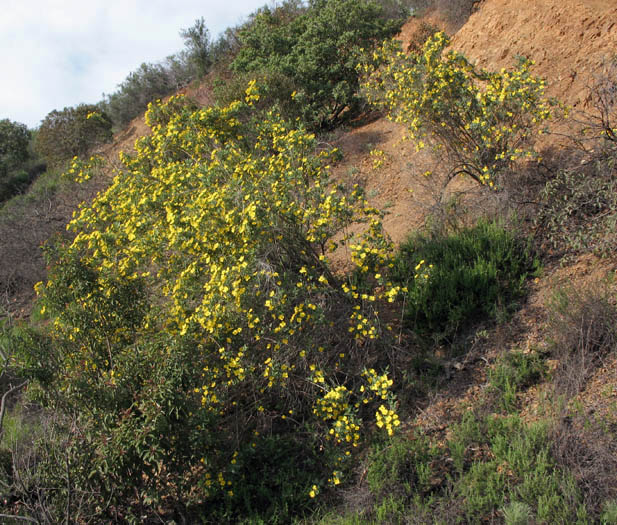 Detailed Picture 7 of Dendromecon rigida