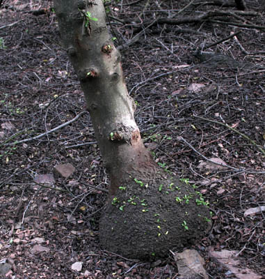 Detailed Picture 10 of Ceanothus spinosus