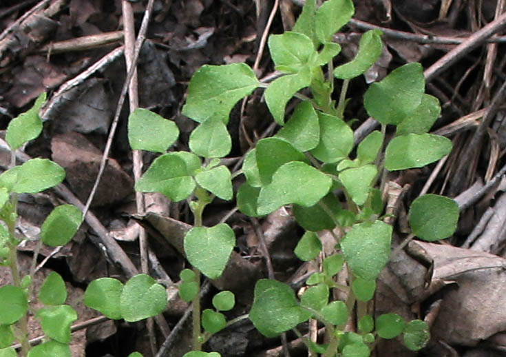 Detailed Picture 4 of Parietaria hespera