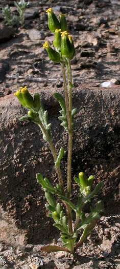 Detailed Picture 5 of Senecio aphanactis