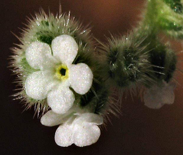 Detailed Picture 2 of Plagiobothrys collinus var. gracilis