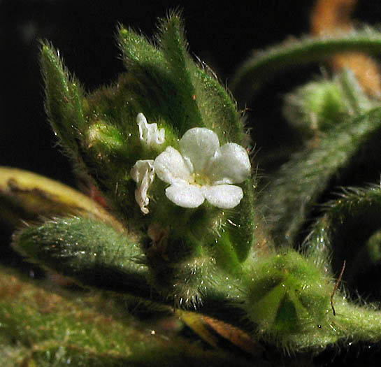 Detailed Picture 3 of Plagiobothrys canescens