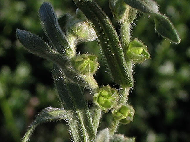 Detailed Picture 6 of Plagiobothrys collinus var. gracilis