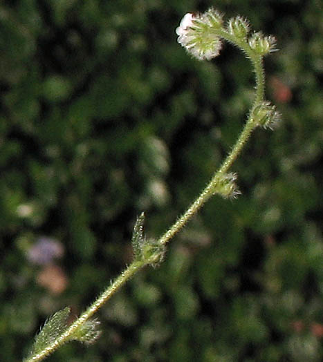 Detailed Picture 5 of Plagiobothrys collinus var. gracilis