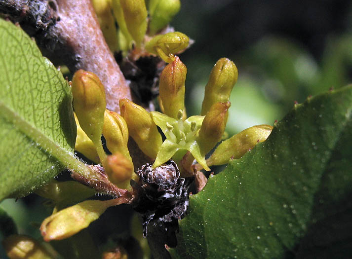 Detailed Picture 3 of Rhamnus ilicifolia