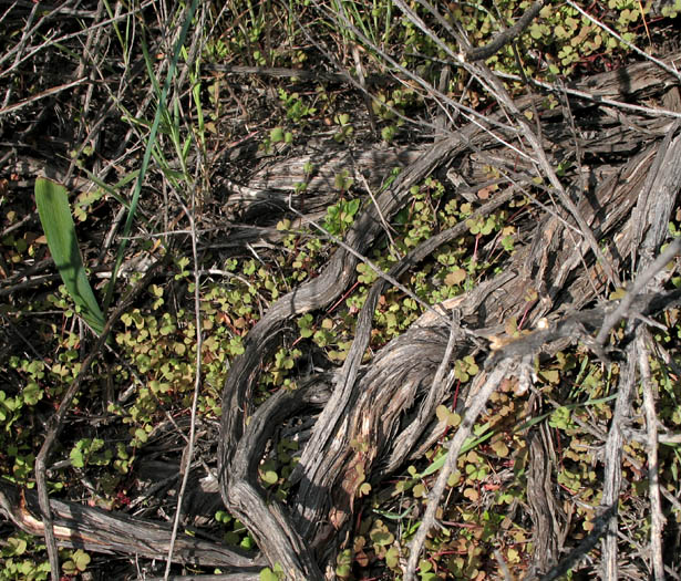 Detailed Picture 6 of Pterostegia drymarioides