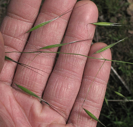 Detailed Picture 3 of Avena barbata