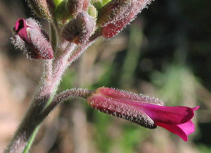 Detailed Picture 3 of Boechera sparsiflora