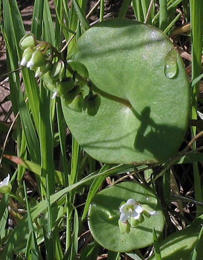 Detailed Picture 2 of Claytonia perfoliata