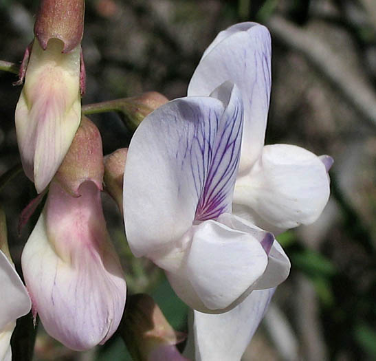 Detailed Picture 2 of Lathyrus vestitus var. vestitus