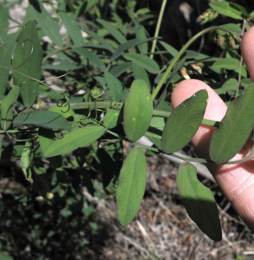 Detailed Picture 5 of Lathyrus vestitus var. vestitus