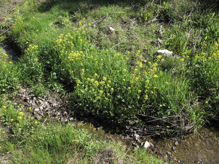 Detailed Picture 5 of Barbarea orthoceras