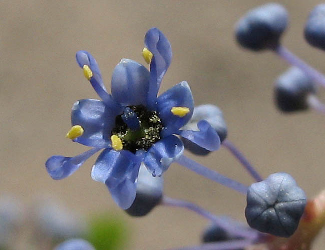 Detailed Picture 3 of Ceanothus oliganthus var. oliganthus