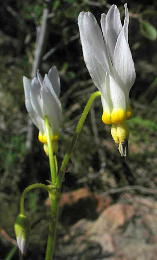 Detailed Picture 8 of Primula clevelandii