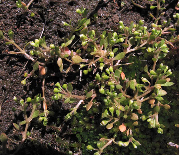 Detailed Picture 5 of Montia fontana