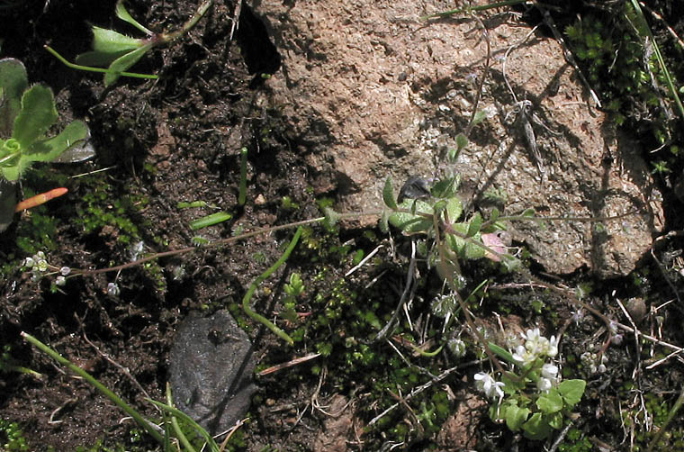 Detailed Picture 4 of Athysanus pusillus