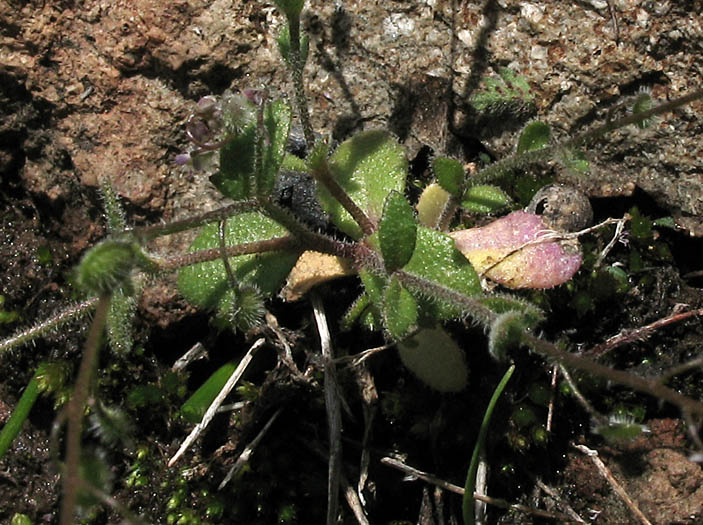 Detailed Picture 5 of Athysanus pusillus