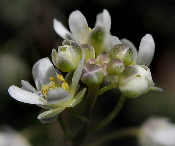 Detailed Picture 2 of Athysanus pusillus