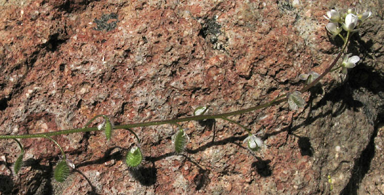 Detailed Picture 3 of Athysanus pusillus