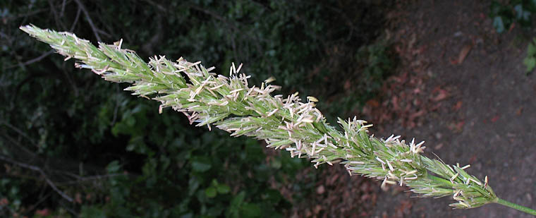 Detailed Picture 4 of Elymus condensatus