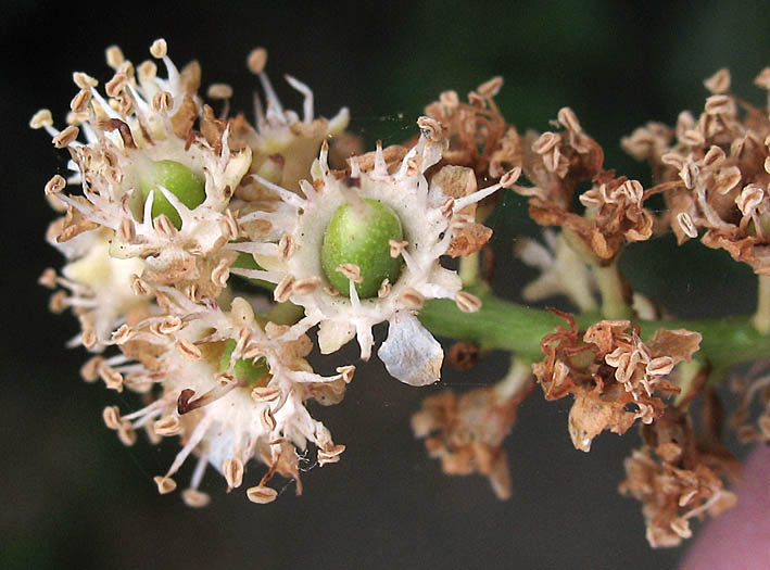 Detailed Picture 2 of Prunus ilicifolia ssp. lyonii