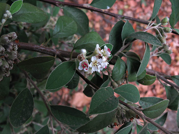 Detailed Picture 4 of Cotoneaster pannosus