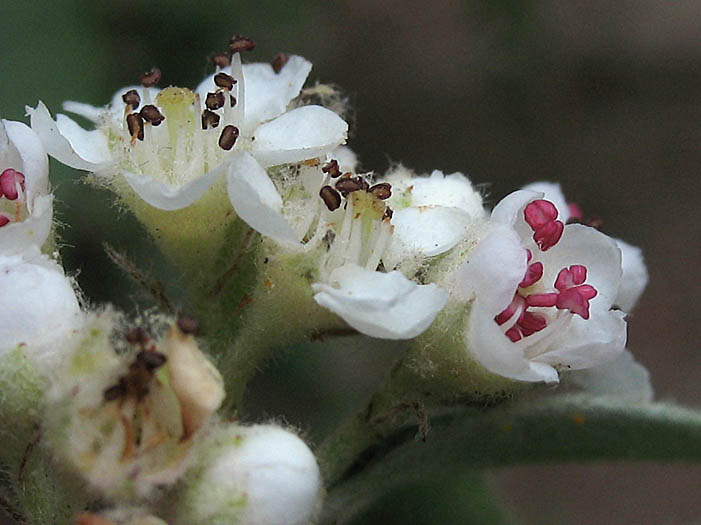 Detailed Picture 3 of Cotoneaster pannosus