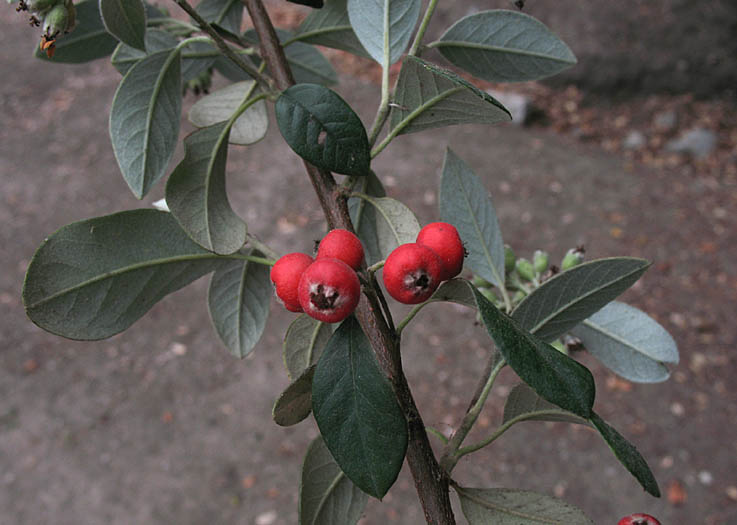 Detailed Picture 5 of Cotoneaster pannosus