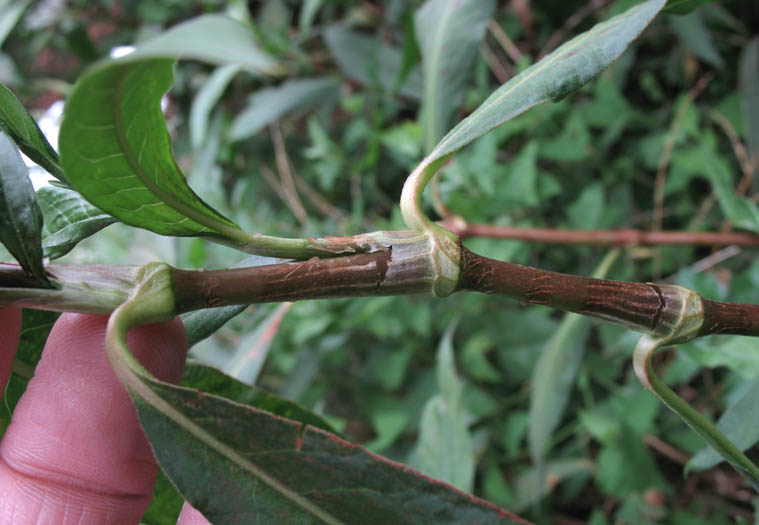 Detailed Picture 4 of Persicaria maculosa