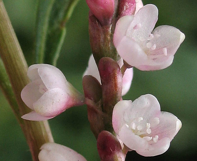 Detailed Picture 1 of Persicaria maculosa