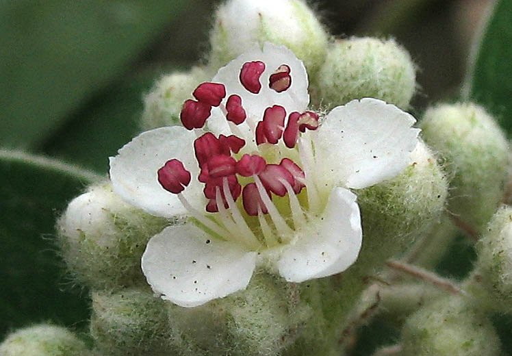 Detailed Picture 1 of Cotoneaster pannosus