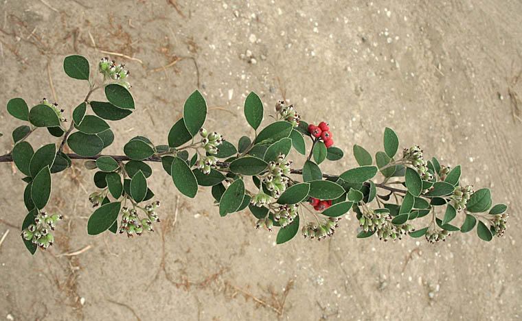 Detailed Picture 6 of Cotoneaster pannosus