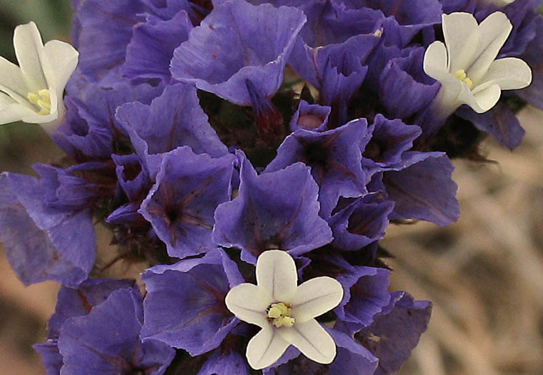 Detailed Picture 2 of Limonium sinuatum