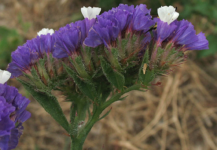 Detailed Picture 3 of Limonium sinuatum