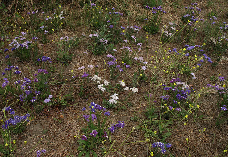 Detailed Picture 7 of Limonium sinuatum