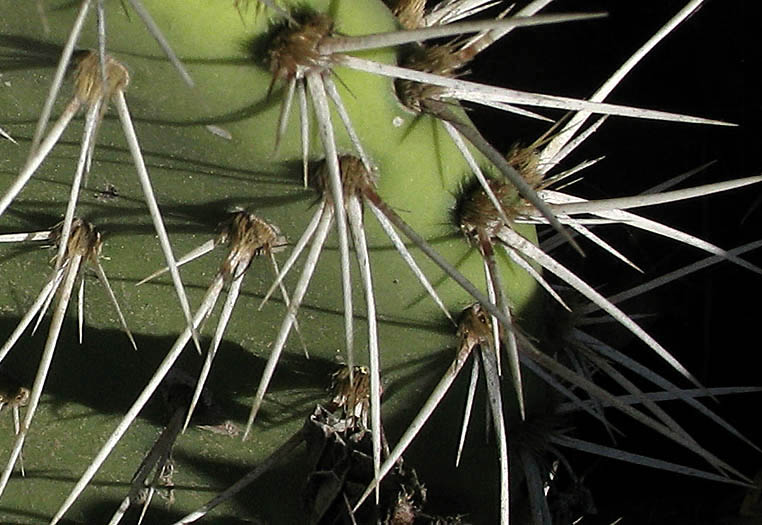 Detailed Picture 7 of Opuntia littoralis