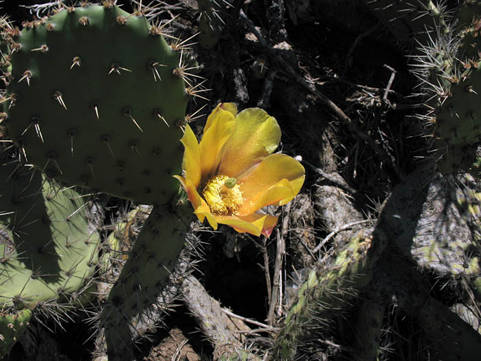 Detailed Picture 3 of Opuntia littoralis