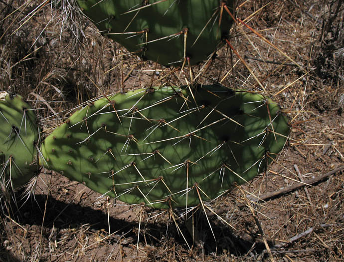 Detailed Picture 7 of Opuntia phaeacantha