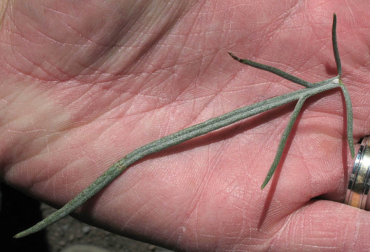 Detailed Picture 6 of Senecio flaccidus var. douglasii