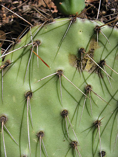 Detailed Picture 5 of Opuntia phaeacantha