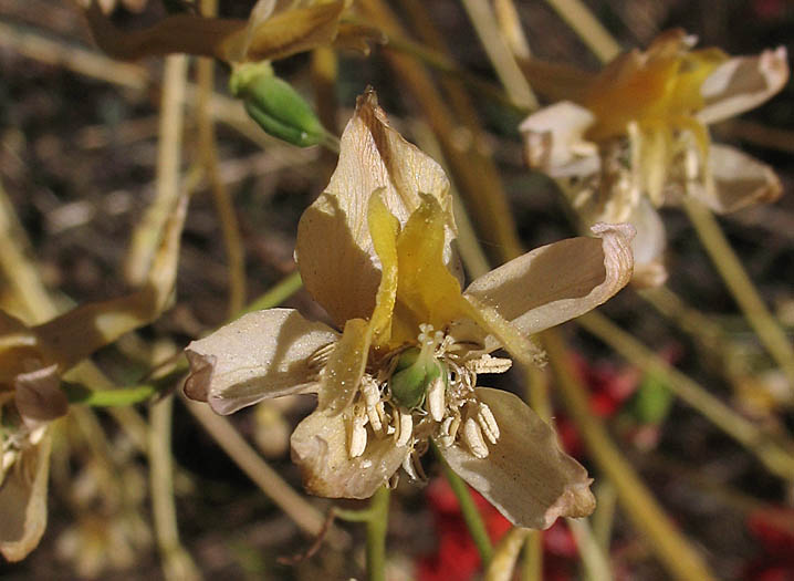 Detailed Picture 4 of Delphinium cardinale