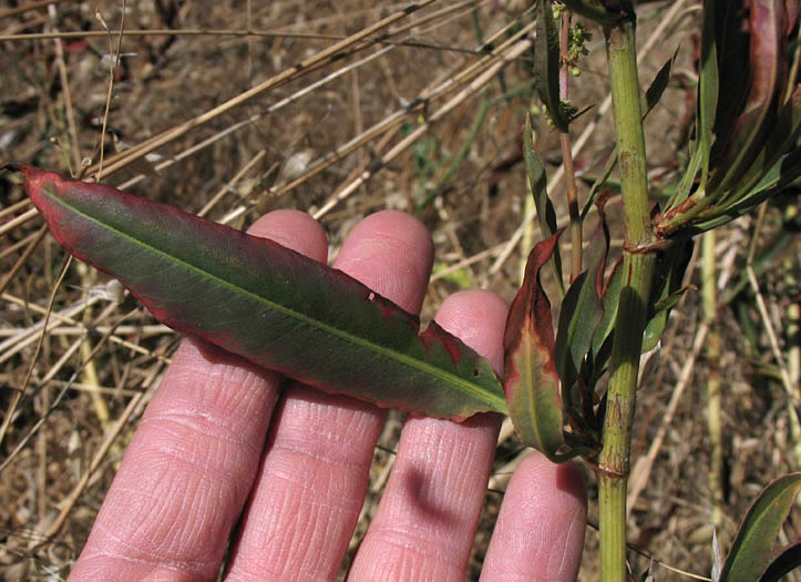 Detailed Picture 5 of Rumex californicus