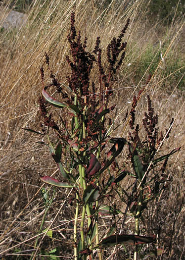 Detailed Picture 3 of Rumex californicus