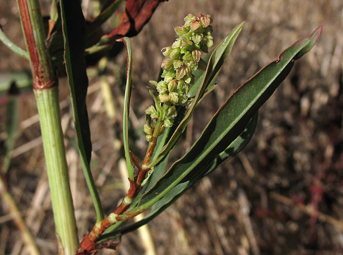 Detailed Picture 2 of Rumex californicus