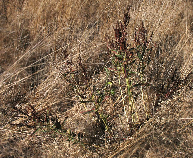 Detailed Picture 4 of Rumex californicus