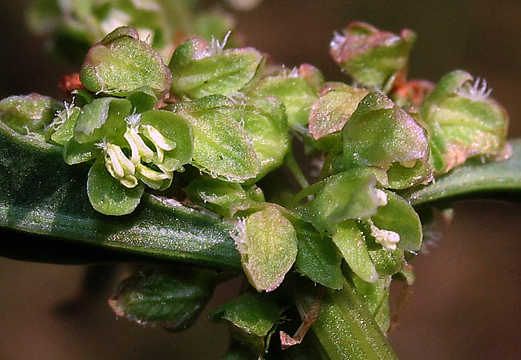 Detailed Picture 1 of Rumex californicus